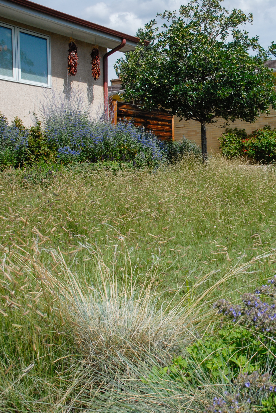 Southwest Spin Xeriscape